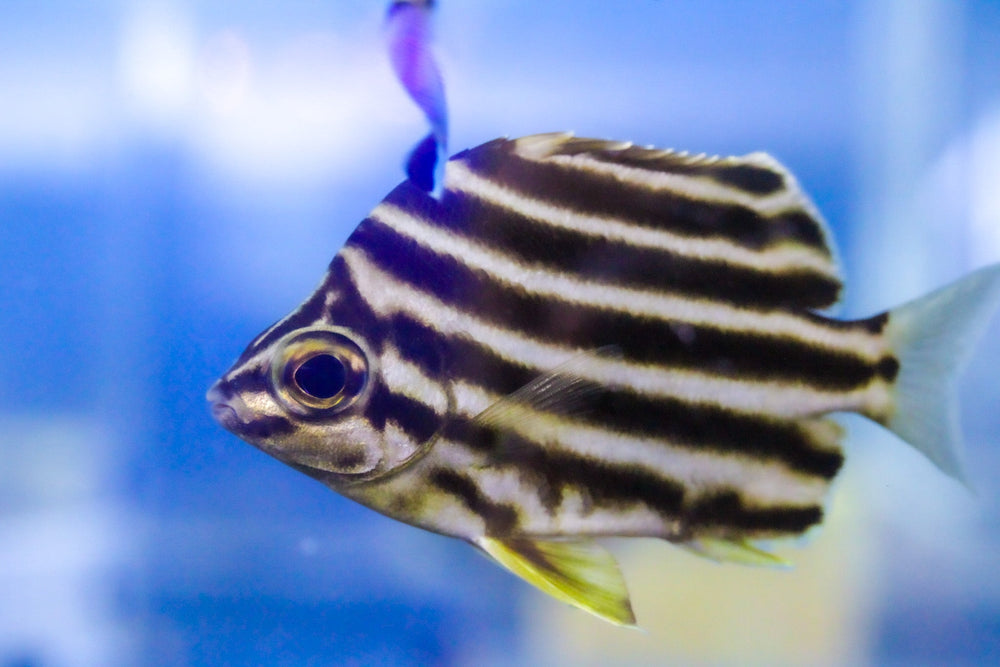 wholesale_coral - saltwater_fish saltwater_coral - rare corals - coralsdepot - Corals_Depot - live_corals - eye - catching - coral quality_marine_fish - quality - marine discoun