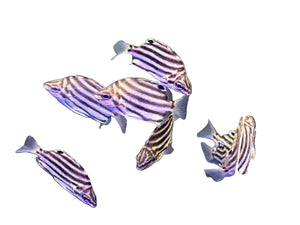 wholesale_coral - saltwater_fish saltwater_coral - rare corals - coralsdepot - Corals_Depot - live_corals - eye - catching - coral quality_marine_fish - quality - marine discoun