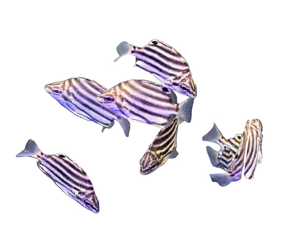 wholesale_coral - saltwater_fish saltwater_coral - rare corals - coralsdepot - Corals_Depot - live_corals - eye - catching - coral quality_marine_fish - quality - marine discoun