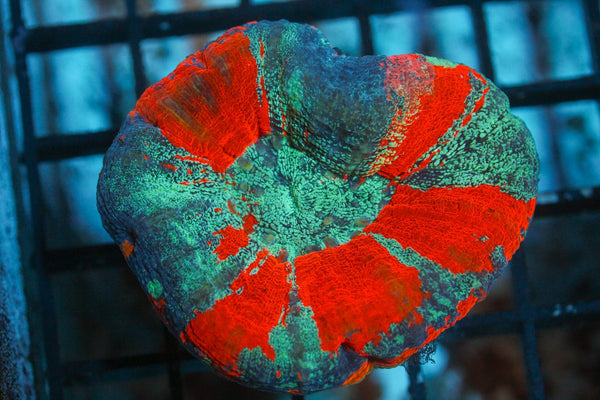 wholesale_coral - saltwater_fish saltwater_coral - rare corals - coralsdepot - Corals_Depot - live_corals - eye - catching - coral quality_marine_fish - quality - marine discoun