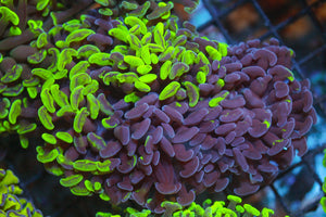 wholesale_coral - saltwater_fish saltwater_coral - rare corals - coralsdepot - Corals_Depot - live_corals - eye - catching - coral quality_marine_fish - quality - marine discoun