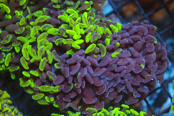 wholesale_coral - saltwater_fish saltwater_coral - rare corals - coralsdepot - Corals_Depot - live_corals - eye - catching - coral quality_marine_fish - quality - marine discoun