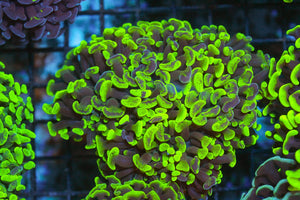 wholesale_coral - saltwater_fish saltwater_coral - rare corals - coralsdepot - Corals_Depot - live_corals - eye - catching - coral quality_marine_fish - quality - marine discoun