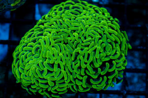 wholesale_coral - saltwater_fish saltwater_coral - rare corals - coralsdepot - Corals_Depot - live_corals - eye-catching-coral quality_marine_fish -quality-marine discoun