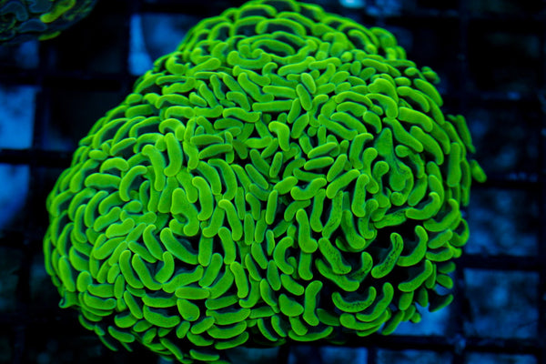 wholesale_coral - saltwater_fish saltwater_coral - rare corals - coralsdepot - Corals_Depot - live_corals - eye-catching-coral quality_marine_fish -quality-marine discoun