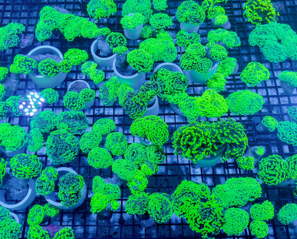 wholesale_coral - saltwater_fish saltwater_coral - rare corals - coralsdepot - Corals_Depot - live_corals - eye - catching - coral quality_marine_fish - quality - marine discoun