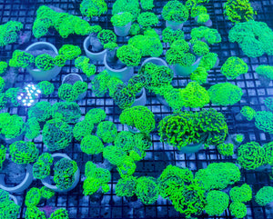 wholesale_coral - saltwater_fish saltwater_coral - rare corals - coralsdepot - Corals_Depot - live_corals - eye - catching - coral quality_marine_fish - quality - marine discoun