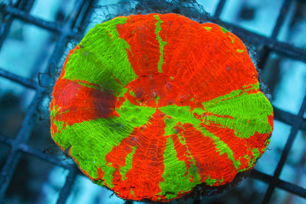 wholesale_coral - saltwater_fish saltwater_coral - rare corals - coralsdepot - Corals_Depot - live_corals - eye - catching - coral quality_marine_fish - quality - marine discoun