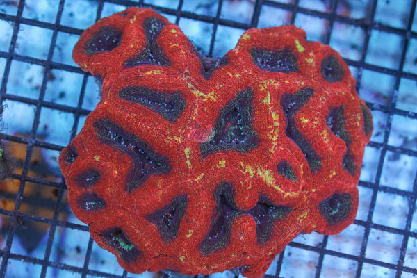 wholesale_coral - saltwater_fish saltwater_coral - rare corals - coralsdepot - Corals_Depot - live_corals - eye - catching - coral quality_marine_fish - quality - marine discoun