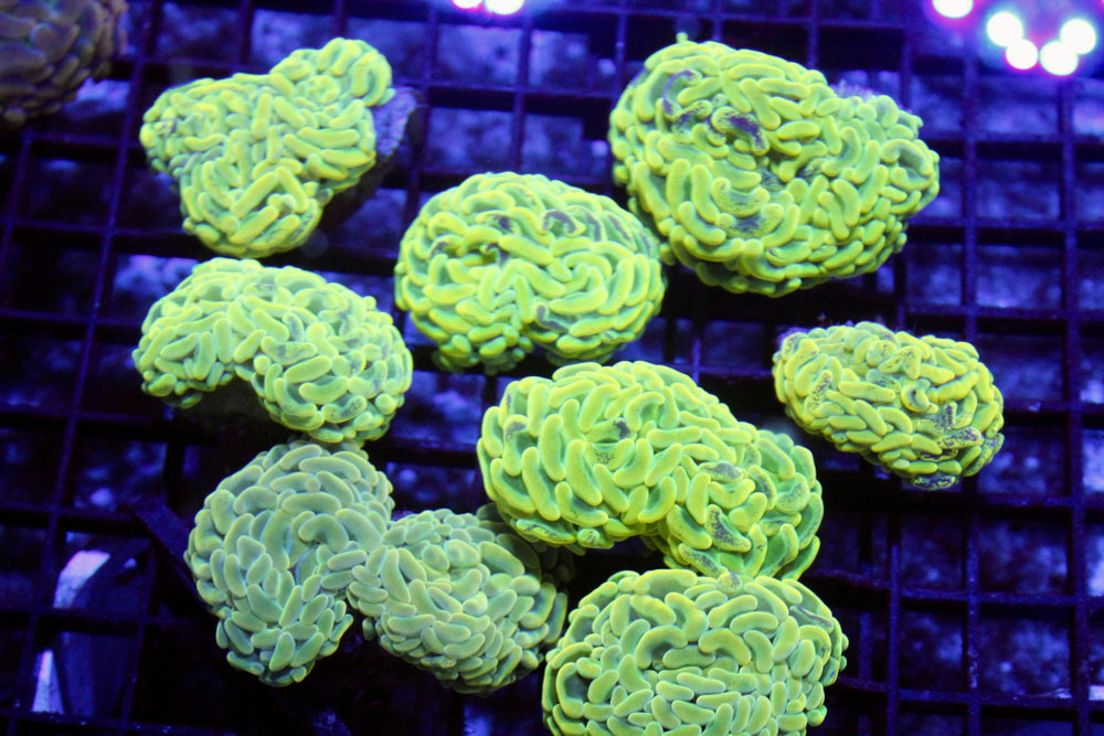 wholesale_coral - saltwater_fish saltwater_coral - rare corals - coralsdepot - Corals_Depot - live_corals - eye - catching - coral quality_marine_fish - quality - marine discoun