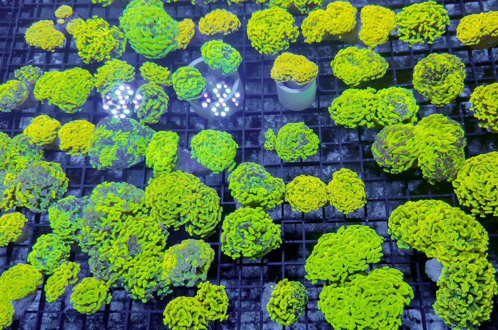 wholesale_coral - saltwater_fish saltwater_coral - rare corals - coralsdepot - Corals_Depot - live_corals - eye - catching - coral quality_marine_fish - quality - marine discoun