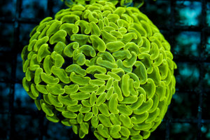 wholesale_coral - saltwater_fish saltwater_coral - rare corals - coralsdepot - Corals_Depot - live_corals - eye-catching-coral quality_marine_fish -quality-marine discoun