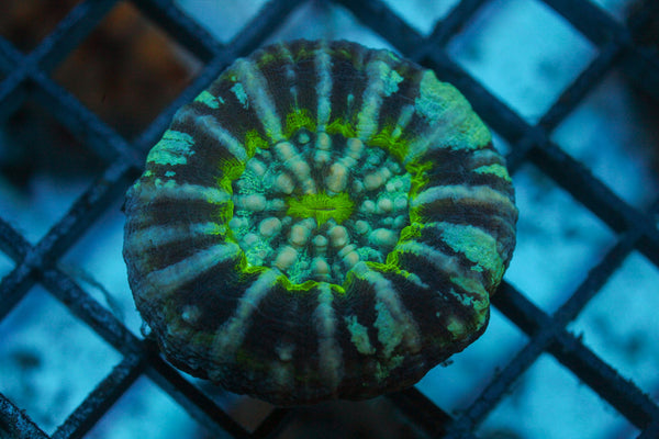 wholesale_coral - saltwater_fish saltwater_coral - rare corals - coralsdepot - Corals_Depot - live_corals - eye - catching - coral quality_marine_fish - quality - marine discoun