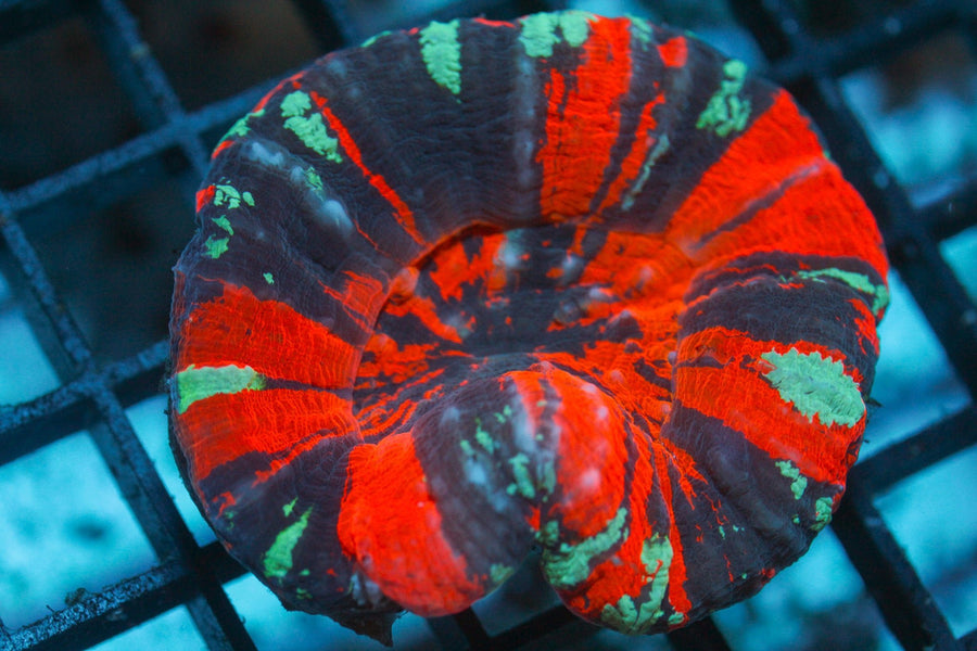 Scolymia Coral coral