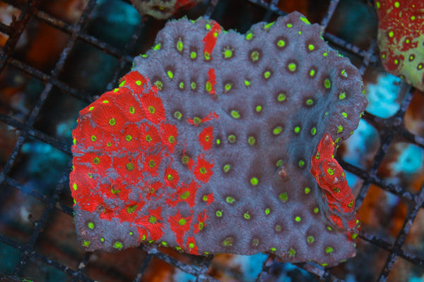 wholesale_coral - saltwater_fish saltwater_coral - rare corals - coralsdepot - Corals_Depot - live_corals - eye - catching - coral quality_marine_fish - quality - marine discoun