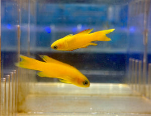 wholesale_coral - saltwater_fish saltwater_coral - rare corals - coralsdepot - Corals_Depot - live_corals - eye - catching - coral quality_marine_fish - quality - marine discoun