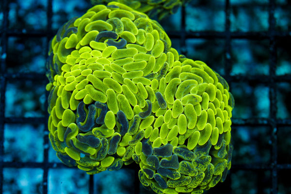 wholesale_coral - saltwater_fish saltwater_coral - rare corals - coralsdepot - Corals_Depot - live_corals - eye-catching-coral quality_marine_fish -quality-marine discoun