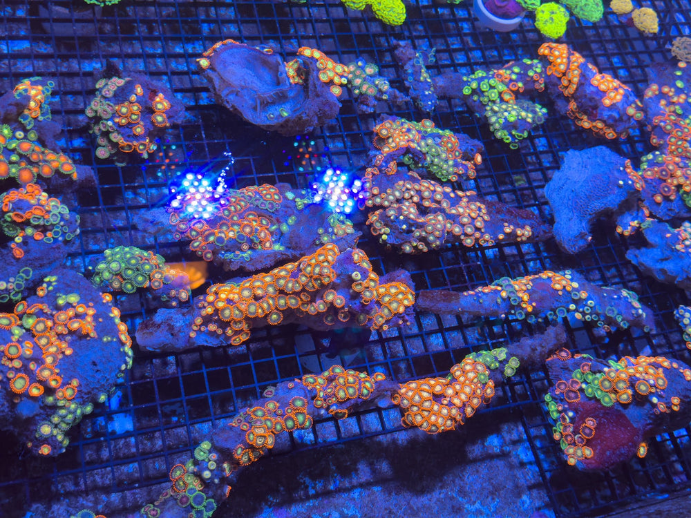 wholesale_coral - saltwater_fish saltwater_coral - rare corals - coralsdepot - Corals_Depot - live_corals - eye - catching - coral quality_marine_fish - quality - marine discoun