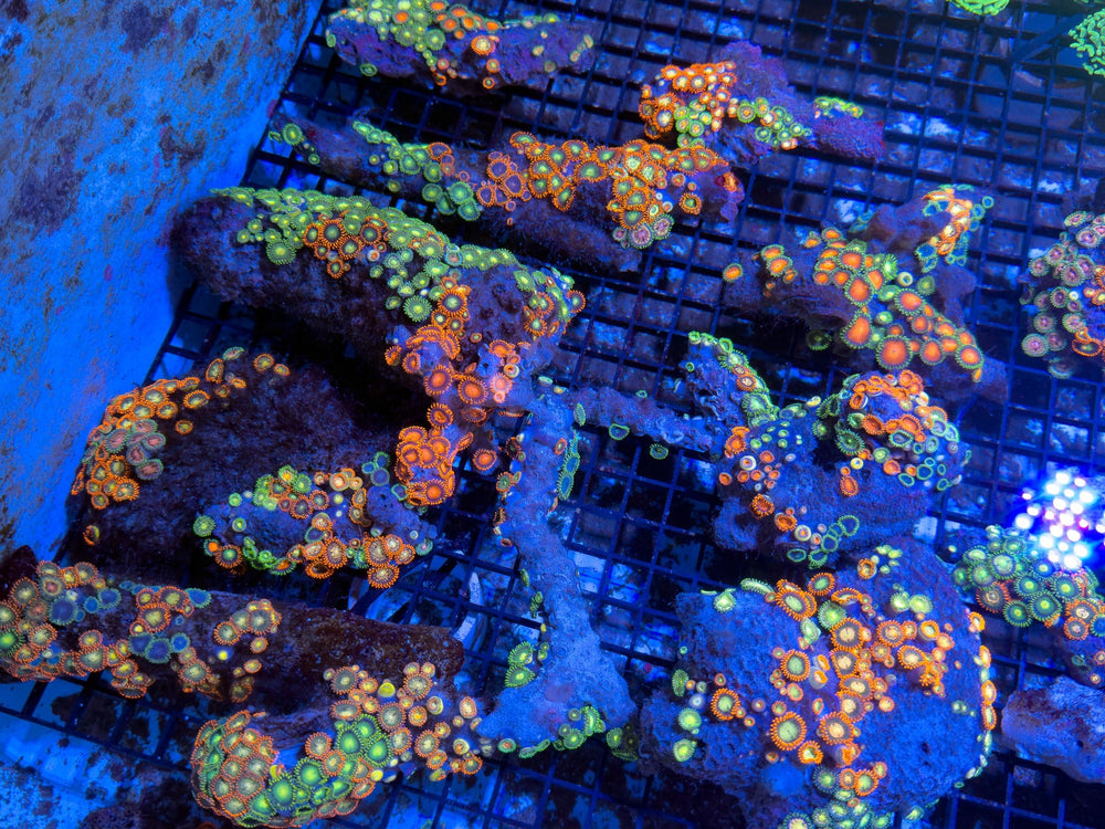 wholesale_coral - saltwater_fish saltwater_coral - rare corals - coralsdepot - Corals_Depot - live_corals - eye - catching - coral quality_marine_fish - quality - marine discoun