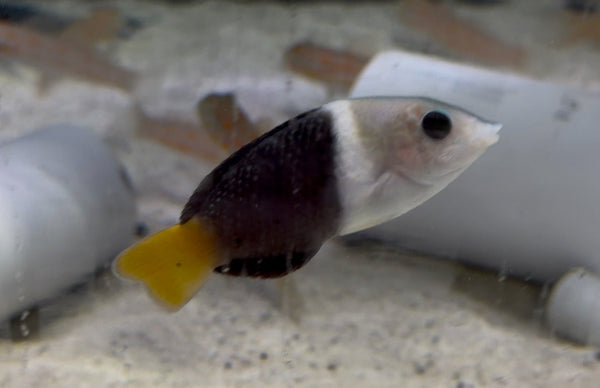 wholesale_coral - saltwater_fish saltwater_coral - rare corals - coralsdepot - Corals_Depot - live_corals - eye - catching - coral quality_marine_fish - quality - marine discoun