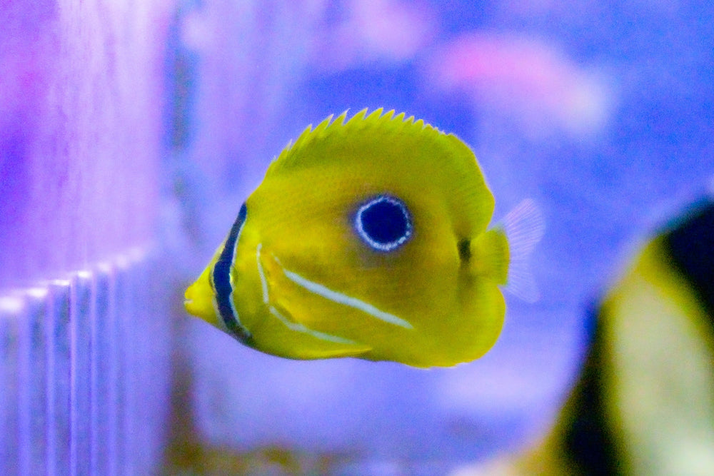 wholesale_coral - saltwater_fish saltwater_coral - rare corals - coralsdepot - Corals_Depot - live_corals - eye - catching - coral quality_marine_fish - quality - marine discoun