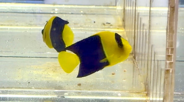 wholesale_coral - saltwater_fish saltwater_coral - rare corals - coralsdepot - Corals_Depot - live_corals - eye - catching - coral quality_marine_fish - quality - marine discoun