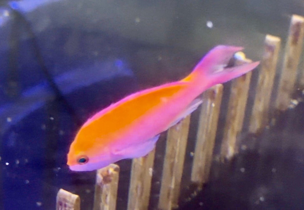 wholesale_coral - saltwater_fish saltwater_coral - rare corals - coralsdepot - Corals_Depot - live_corals - eye - catching - coral quality_marine_fish - quality - marine discoun