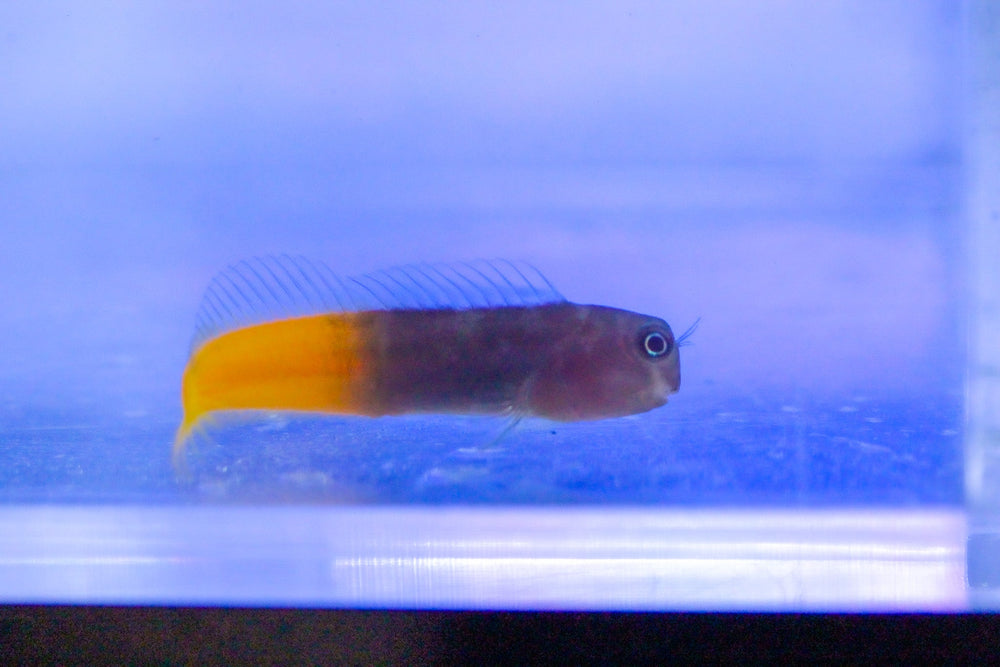 wholesale_coral - saltwater_fish saltwater_coral - rare corals - coralsdepot - Corals_Depot - live_corals - eye - catching - coral quality_marine_fish - quality - marine discoun