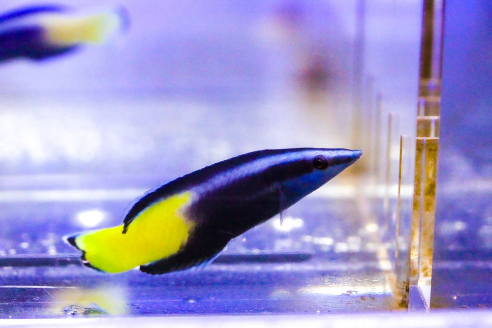 wholesale_coral - saltwater_fish saltwater_coral - rare corals - coralsdepot - Corals_Depot - live_corals - eye - catching - coral quality_marine_fish - quality - marine discoun