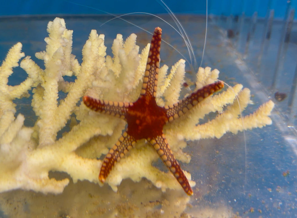 wholesale_coral - saltwater_fish saltwater_coral - rare corals - coralsdepot - Corals_Depot - live_corals - eye - catching - coral quality_marine_fish - quality - marine discoun