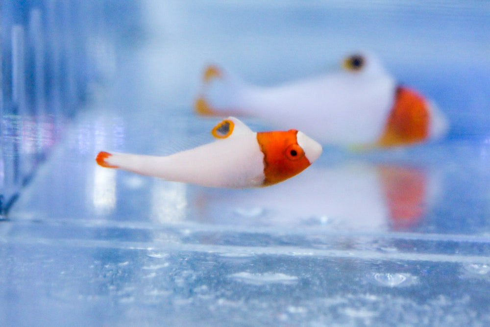 wholesale_coral - saltwater_fish saltwater_coral - rare corals - coralsdepot - Corals_Depot - live_corals - eye - catching - coral quality_marine_fish - quality - marine discoun