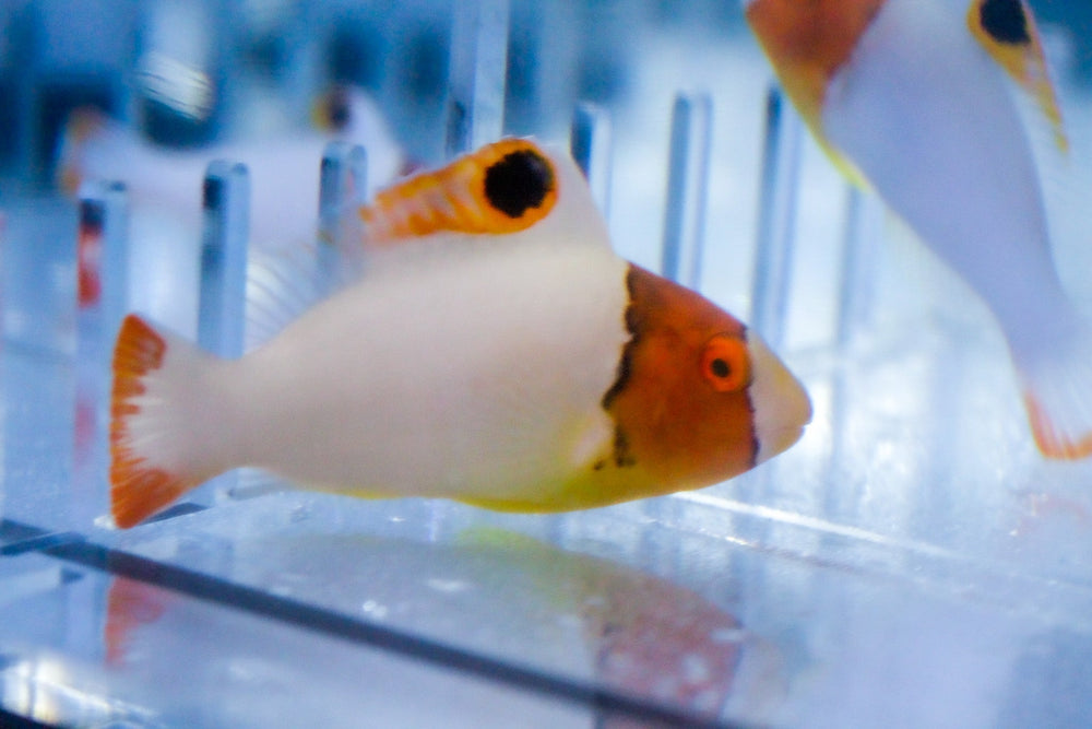 wholesale_coral - saltwater_fish saltwater_coral - rare corals - coralsdepot - Corals_Depot - live_corals - eye - catching - coral quality_marine_fish - quality - marine discoun