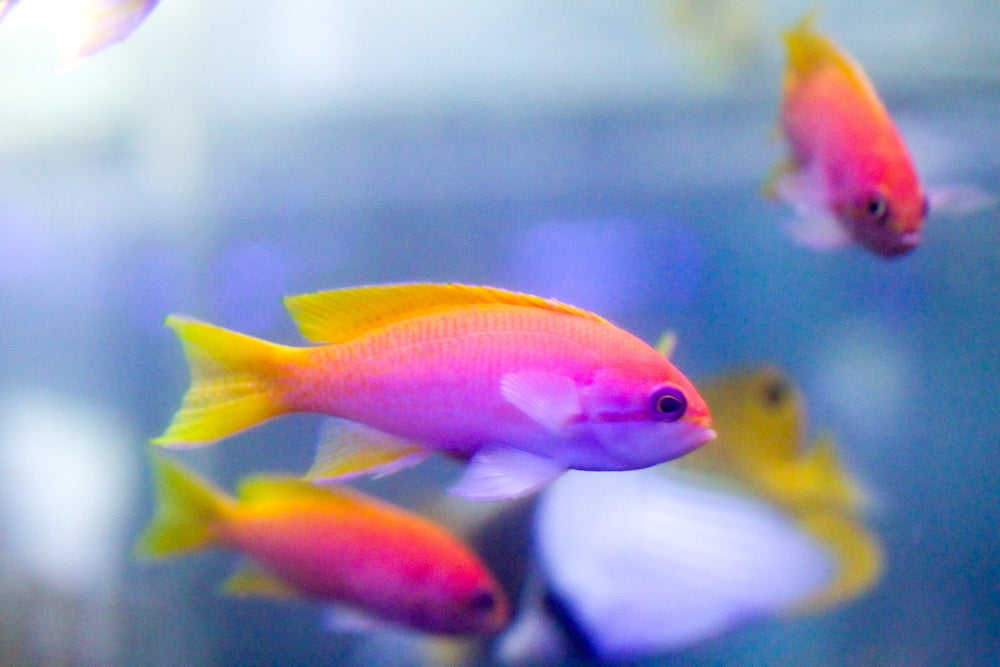 wholesale_coral - saltwater_fish saltwater_coral - rare corals - coralsdepot - Corals_Depot - live_corals - eye - catching - coral quality_marine_fish - quality - marine discoun