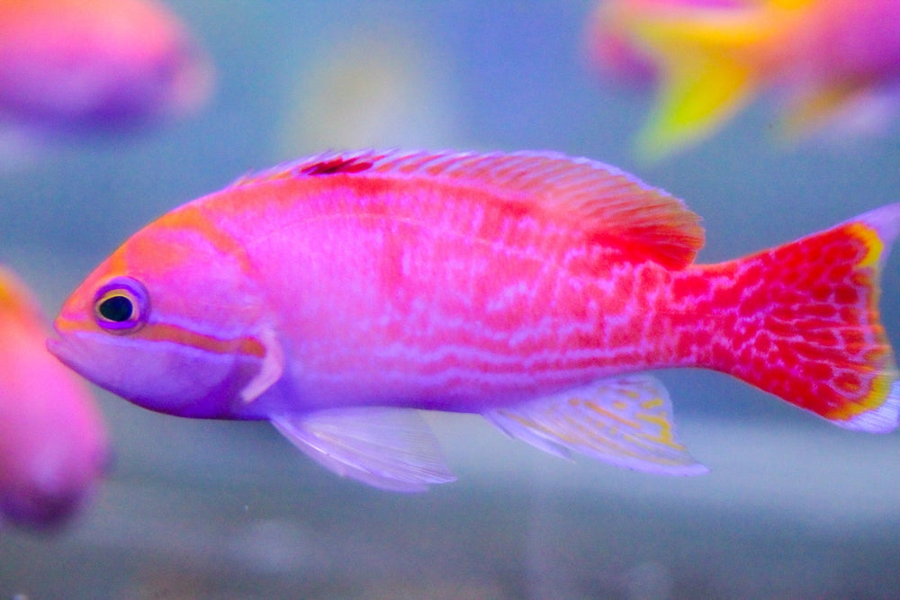 wholesale_coral - saltwater_fish saltwater_coral - rare corals - coralsdepot - Corals_Depot - live_corals - eye - catching - coral quality_marine_fish - quality - marine discoun