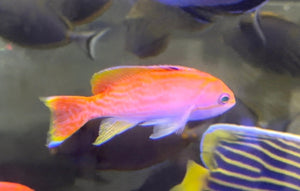 wholesale_coral - saltwater_fish saltwater_coral - rare corals - coralsdepot - Corals_Depot - live_corals - eye - catching - coral quality_marine_fish - quality - marine discoun