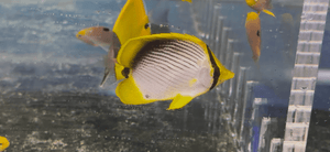 wholesale_coral - saltwater_fish saltwater_coral - rare corals - coralsdepot - Corals_Depot - live_corals - eye - catching - coral quality_marine_fish - quality - marine discoun