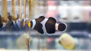 wholesale_coral - saltwater_fish saltwater_coral - rare corals - coralsdepot - Corals_Depot - live_corals - eye - catching - coral quality_marine_fish - quality - marine discoun