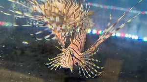wholesale_coral - saltwater_fish saltwater_coral - rare corals - coralsdepot - Corals_Depot - live_corals - eye - catching - coral quality_marine_fish - quality - marine discoun