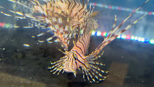 wholesale_coral - saltwater_fish saltwater_coral - rare corals - coralsdepot - Corals_Depot - live_corals - eye - catching - coral quality_marine_fish - quality - marine discoun