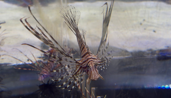wholesale_coral - saltwater_fish saltwater_coral - rare corals - coralsdepot - Corals_Depot - live_corals - eye - catching - coral quality_marine_fish - quality - marine discoun