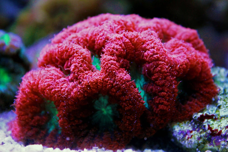 Blastomussa Coral growth and spreading