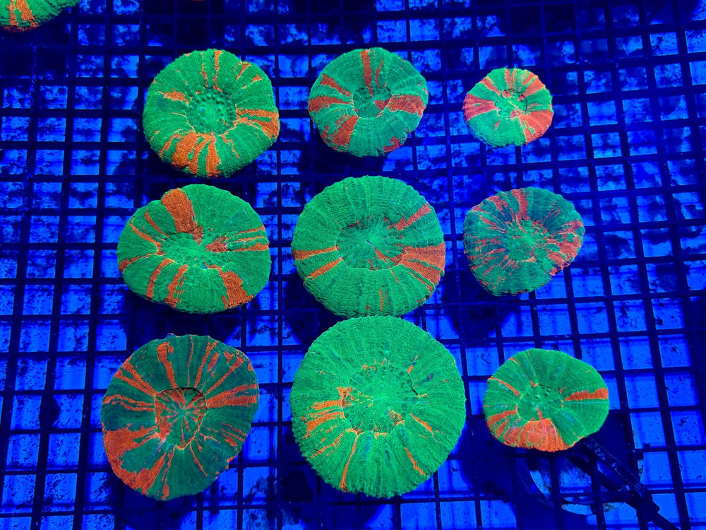 wholesale_coral - saltwater_fish saltwater_coral - rare corals - coralsdepot - Corals_Depot - live_corals - eye - catching - coral quality_marine_fish - quality - marine discoun