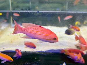 wholesale_coral - saltwater_fish saltwater_coral - rare corals - coralsdepot - Corals_Depot - live_corals - eye - catching - coral quality_marine_fish - quality - marine discoun