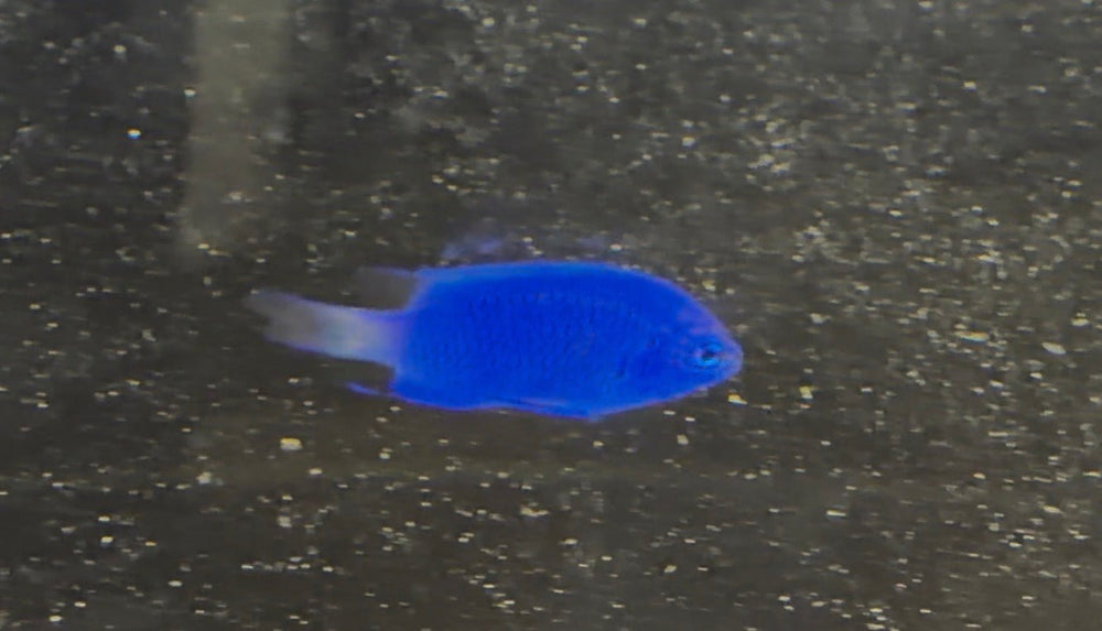 wholesale_coral - saltwater_fish saltwater_coral - rare corals - coralsdepot - Corals_Depot - live_corals - eye - catching - coral quality_marine_fish - quality - marine discoun