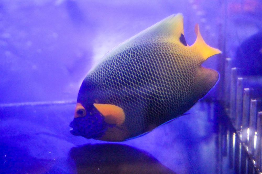 wholesale_coral - saltwater_fish saltwater_coral - rare corals - coralsdepot - Corals_Depot - live_corals - eye - catching - coral quality_marine_fish - quality - marine discoun