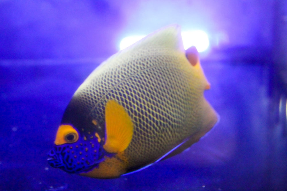 wholesale_coral - saltwater_fish saltwater_coral - rare corals - coralsdepot - Corals_Depot - live_corals - eye - catching - coral quality_marine_fish - quality - marine discoun