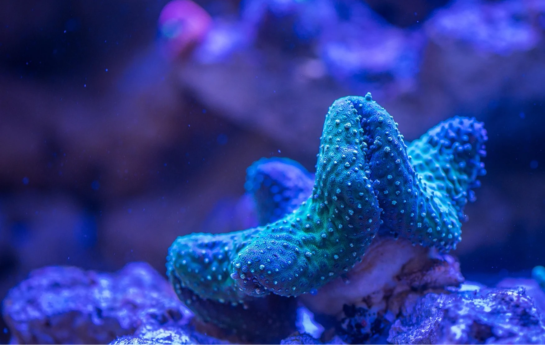Ocean reef background