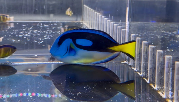 wholesale_coral - saltwater_fish saltwater_coral - rare corals - coralsdepot - Corals_Depot - live_corals - eye - catching - coral quality_marine_fish - quality - marine discoun