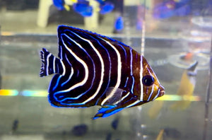 wholesale_coral - saltwater_fish saltwater_coral - rare corals - coralsdepot - Corals_Depot - live_corals - eye - catching - coral quality_marine_fish - quality - marine discoun