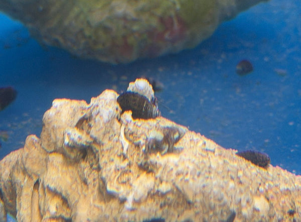 wholesale_coral - saltwater_fish saltwater_coral - rare corals - coralsdepot - Corals_Depot - live_corals - eye - catching - coral quality_marine_fish - quality - marine discoun